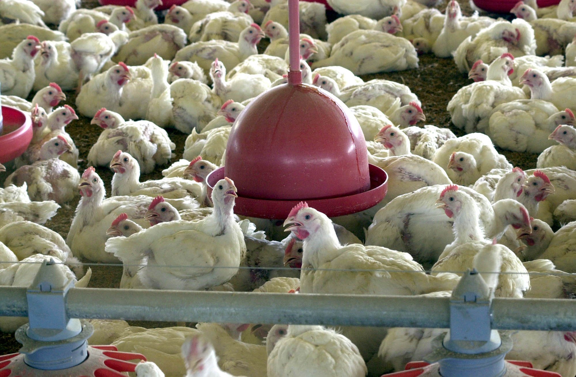 Exportação de frango do Brasil para China cresce 18,1% em fevereiro