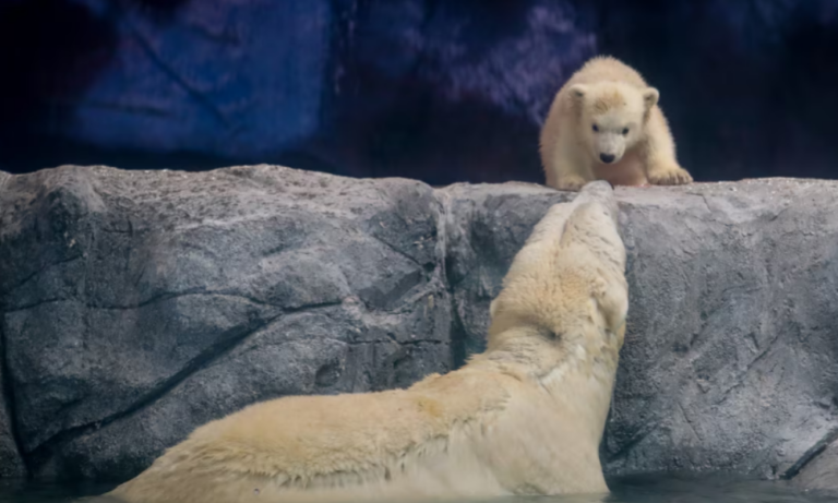 Aquário de São Paulo celebra primeiro nascimento de filhote de urso-polar na América Latina