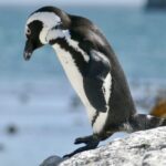 África do Sul cria zonas de pesca proibida para proteger pinguins