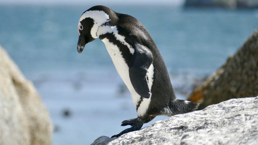 África do Sul cria zonas de pesca proibida para proteger pinguins