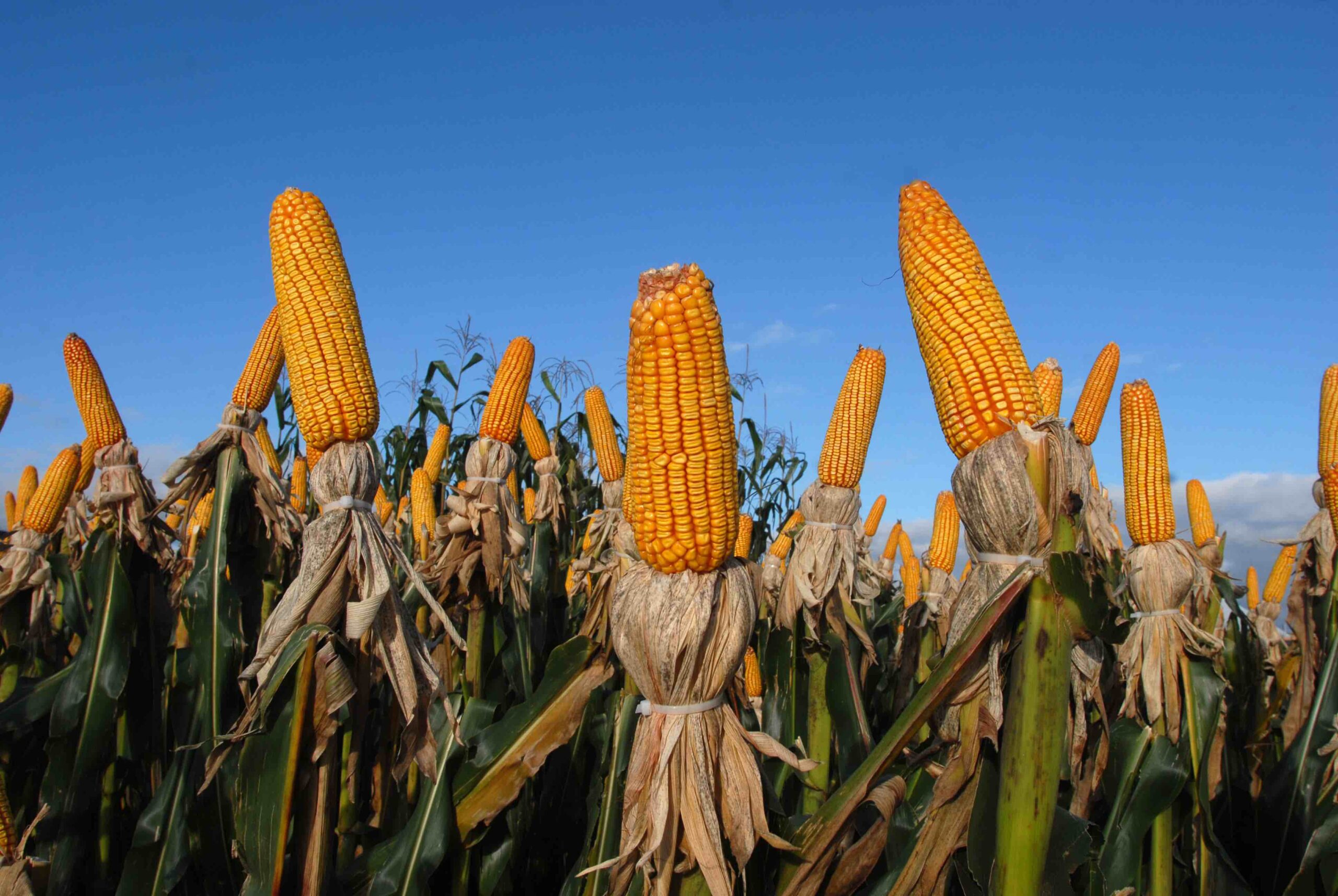 Congresso recebe pautas prioritárias para o agro na 4ª feira