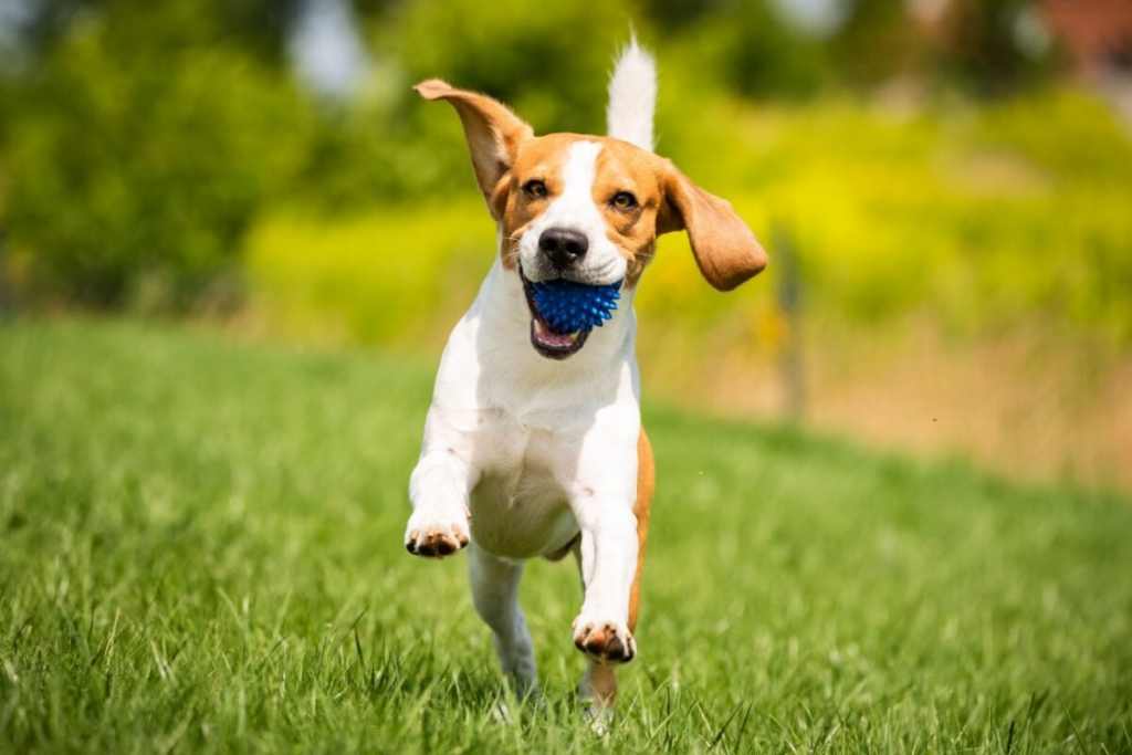 Veja como identificar se o seu cachorro está feliz ou triste