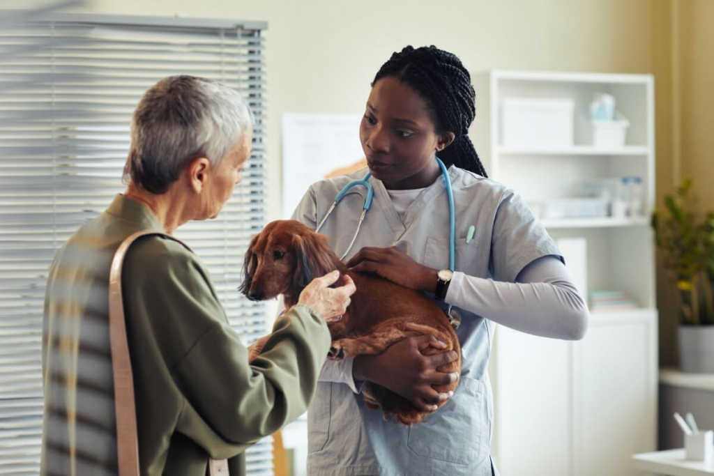 Veja sinais que indicam a necessidade de ir ao veterinário