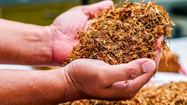 Brasil deve exportar mais de US$ 3 bi em tabaco em 2025