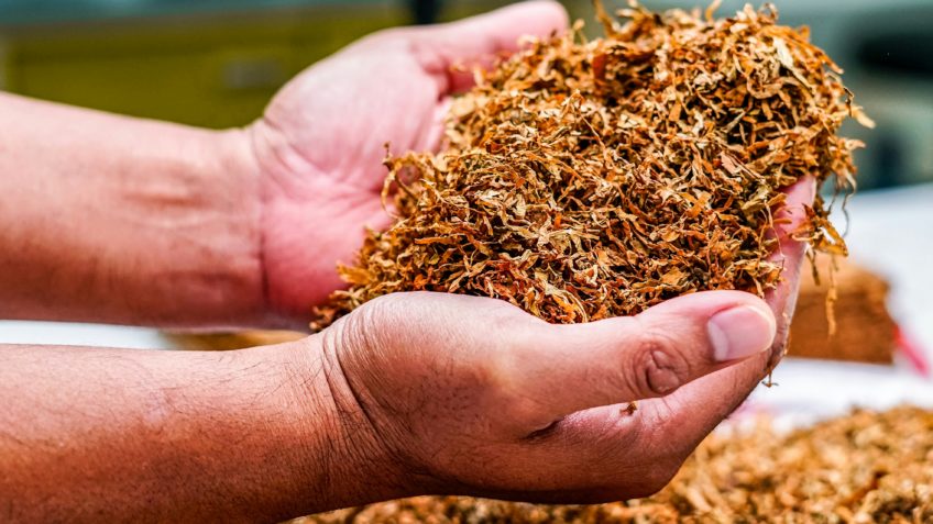 Brasil deve exportar mais de US$ 3 bi em tabaco em 2025