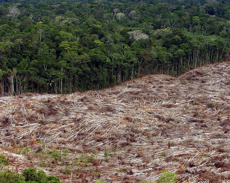 Operação do Ibama gera conflito com ruralistas do Pará antes da COP30