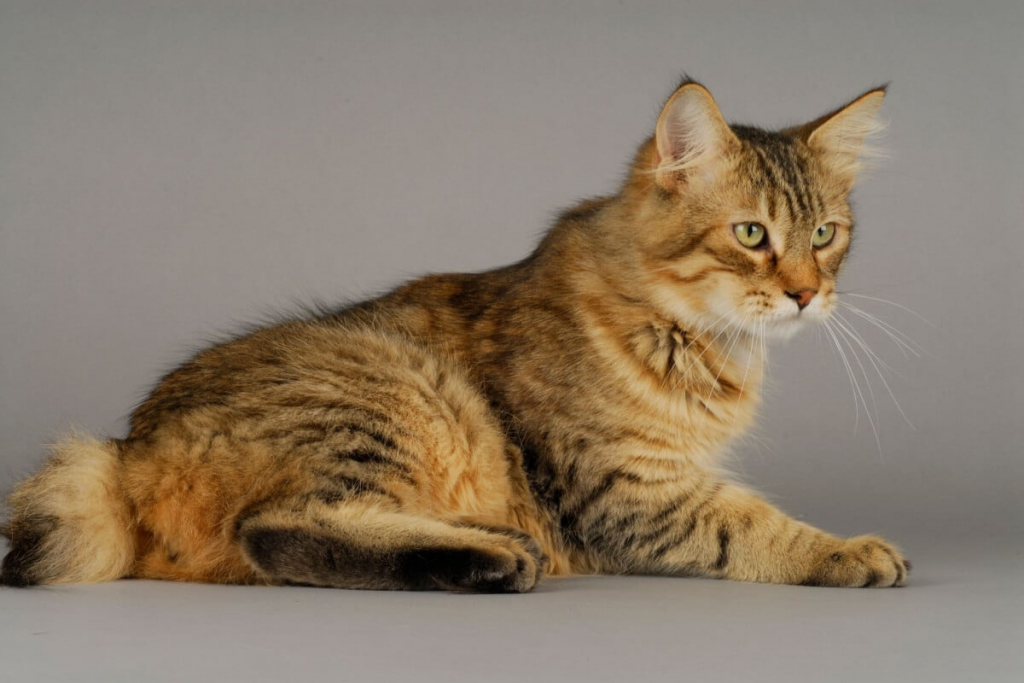 4 características do gato da raça pixie-bob 