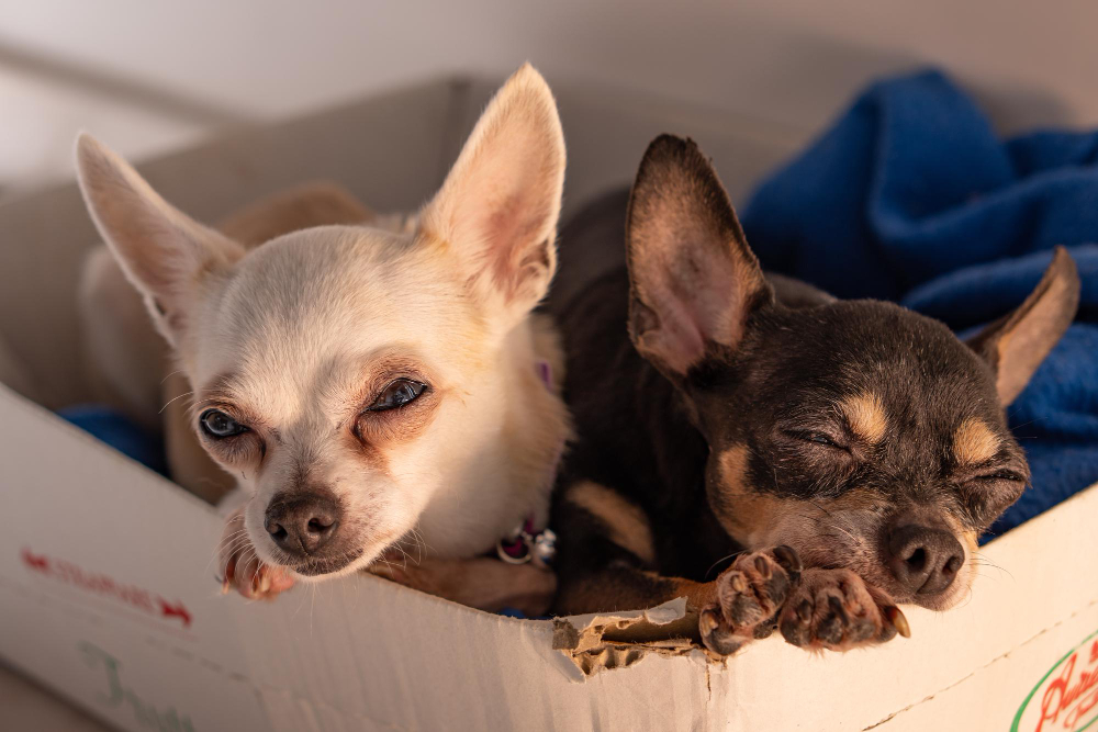 Deputados aprovam multa a quem acorrentar cães e gatos de forma inadequada em São Paulo