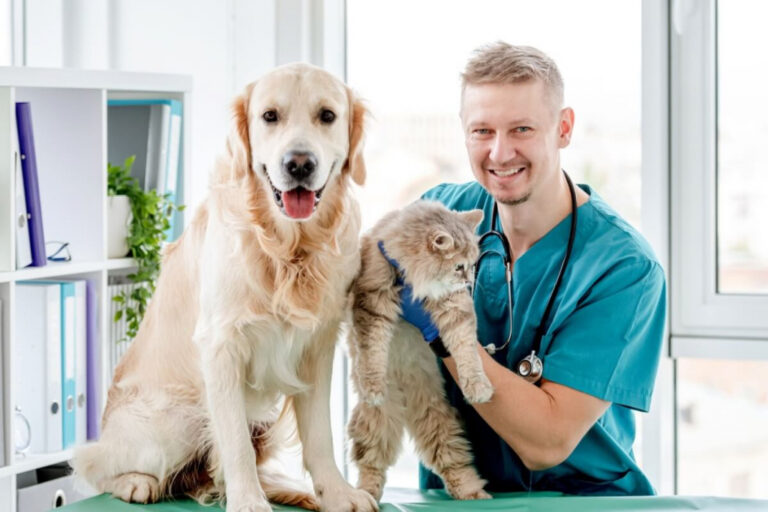 6 motivos para manter o check-up dos animais em dia