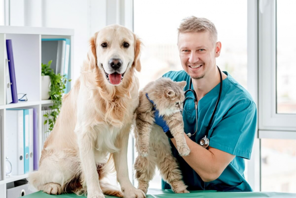 6 motivos para manter o check-up dos animais em dia