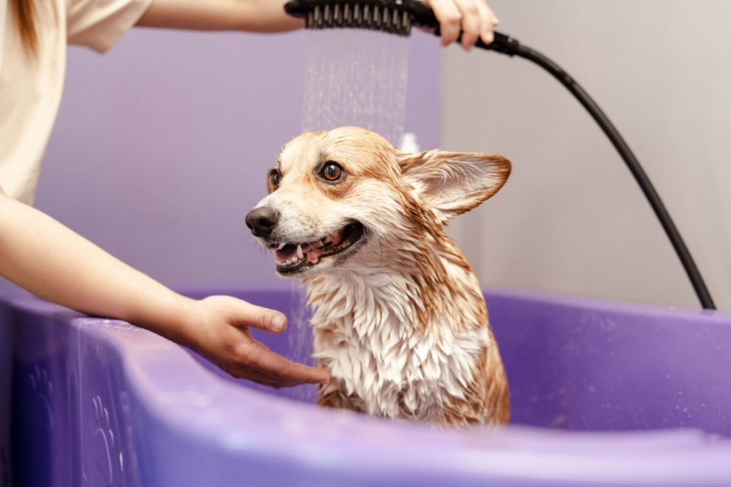8 sinais que indicam que o cachorro precisa de banho 