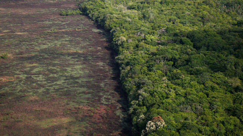 Brasil teve 3ª maior perda de área florestal no mundo em 2024
