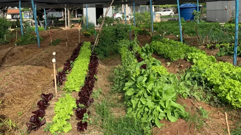 Mudanças climáticas e alta dos alimentos agravam insegurança alimentar
