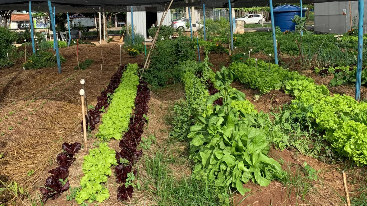 Mudanças climáticas e alta dos alimentos agravam insegurança alimentar