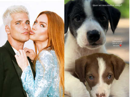 Giovanna Ewbank e Bruno Gagliasso resgatam oito filhotes de cachorro em estrada
