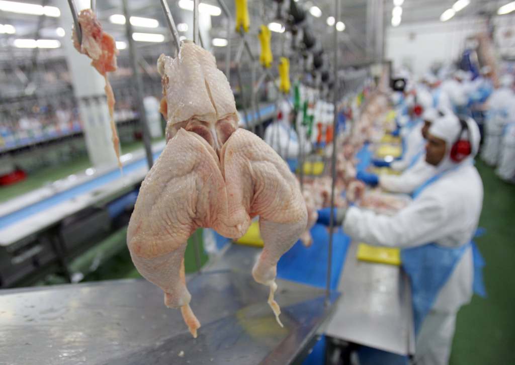 Após China e UE, Argentina suspende parte das importações de produtos avícolas do Brasil por caso de gripe aviária