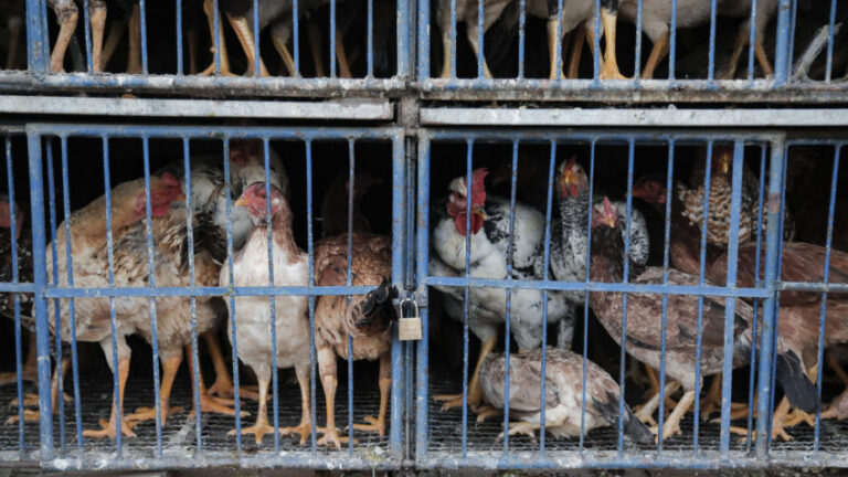 Brasil investiga 12 casos suspeitos de gripe aviária