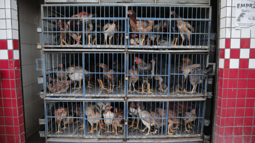 Rússia retoma compra de frango do Brasil; restrição ao RS segue