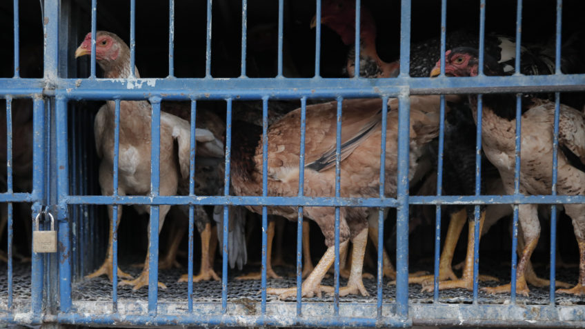 17 destinos suspendem importação de carne de frango do Brasil