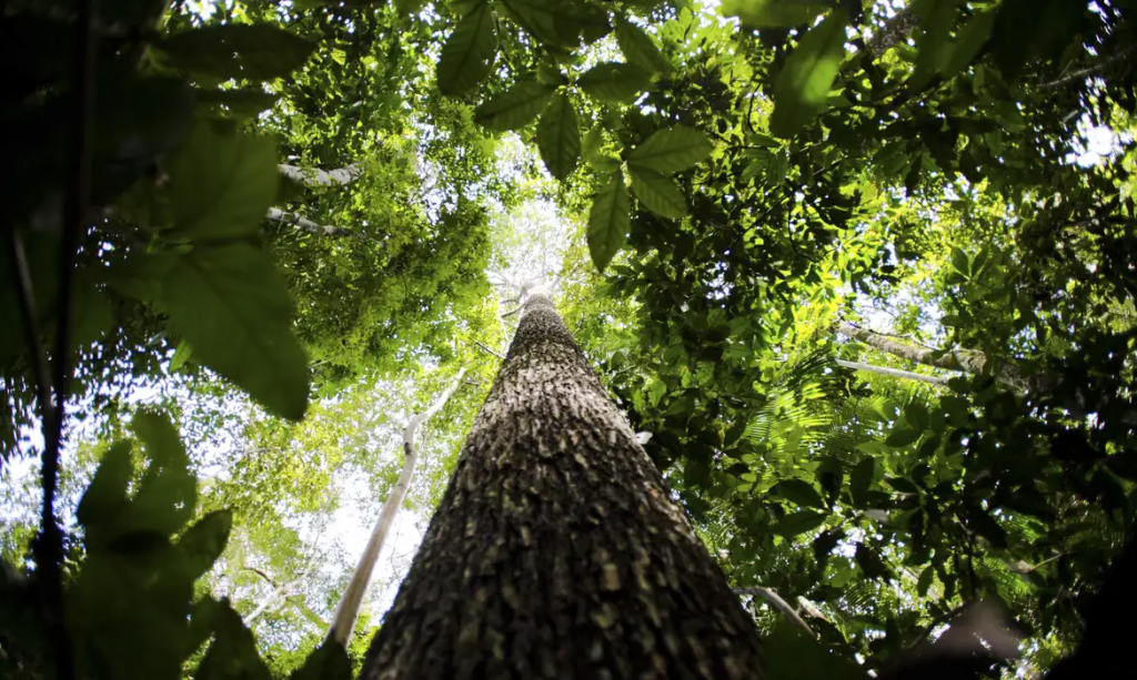 Cinco pessoas sobrevivem a queda de avião em pântano repleto de jacarés na Bolívia