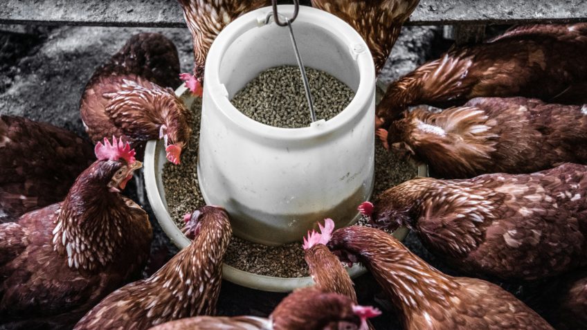 Produção de ração animal no Brasil crescerá 3% em 2025