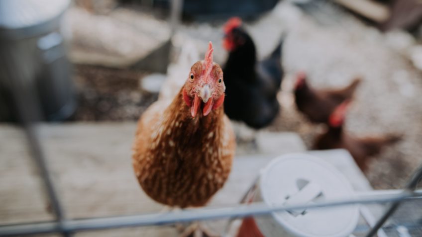 Gripe aviária em granja comercial marca nova fase do vírus, diz FAO