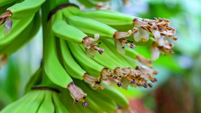 Mudança climática coloca em risco produção mundial de bananas