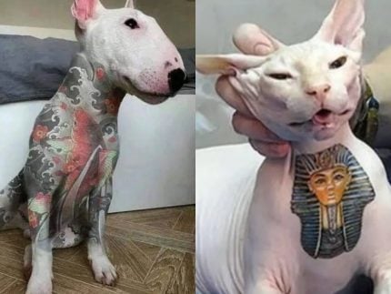 Senado aprova Projeto de Lei que criminaliza tatuagem e piercing em cães e gatos
