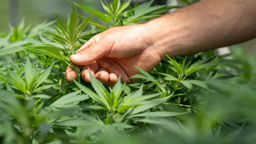 Fisco apreende mais maconha no Lula 3 do que sob Bolsonaro