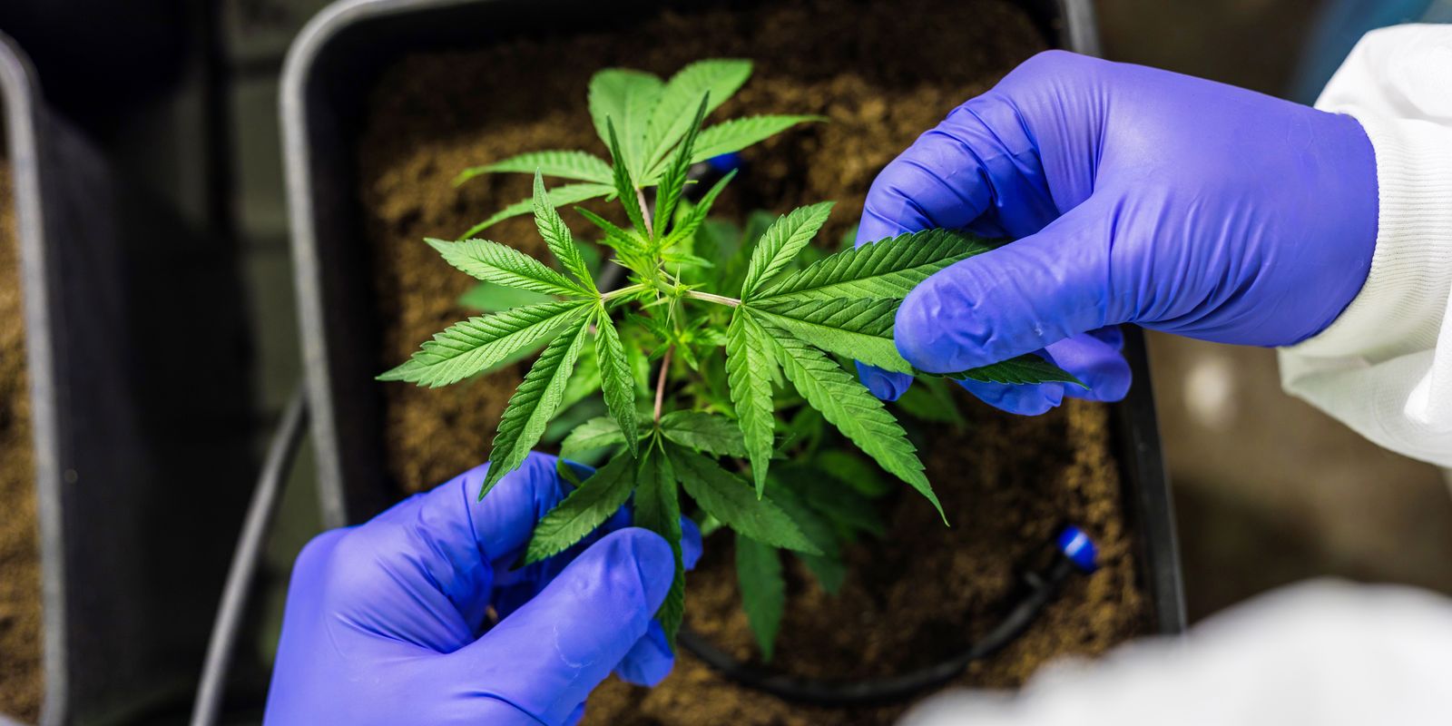 Cultivo de cannabis medicinal pelo agronegócio é destaque em congresso