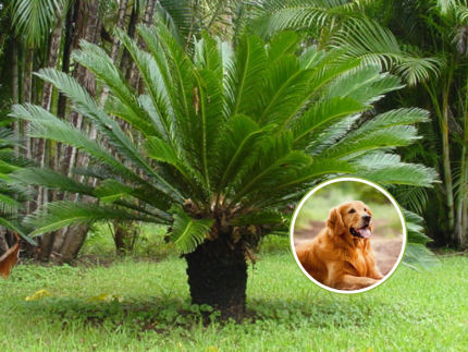 Cuidado com plantas venenosas: a beleza que pode ser um perigo para seu cão