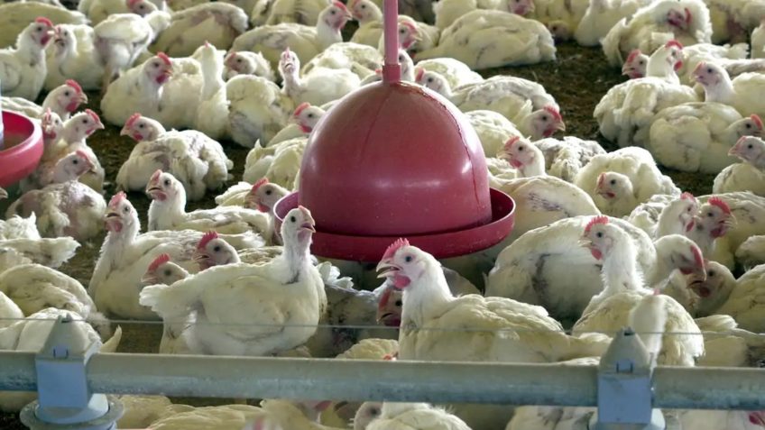 Governo confirma 1º foco de gripe aviária em granja no Brasil