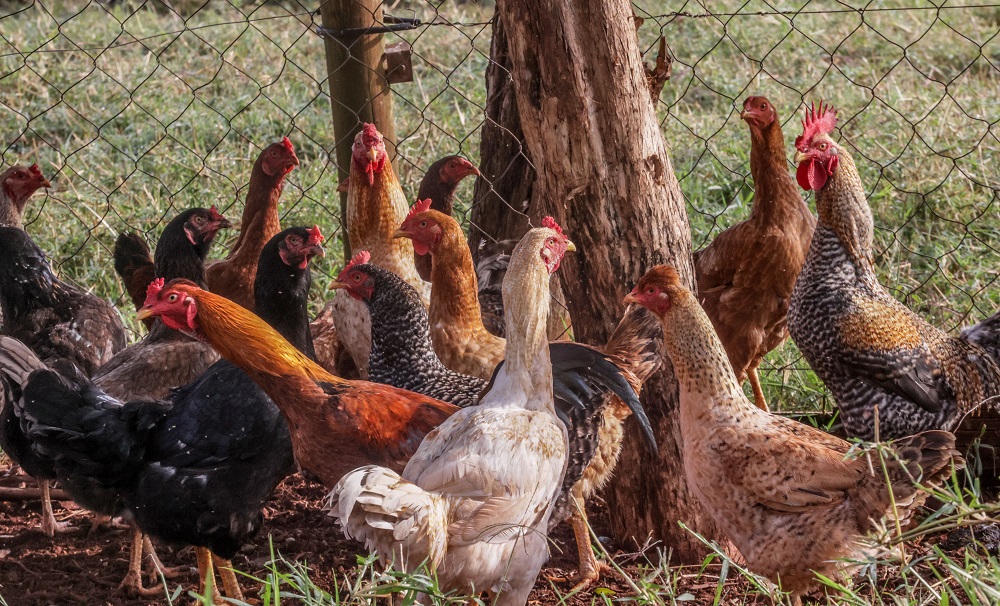Rio Grande do Sul declara estado de emergência em saúde animal para gripe aviária