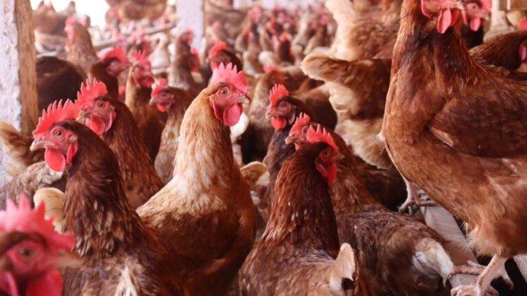 Gripe aviária interrompe alta na exportação de frango pelo Brasil