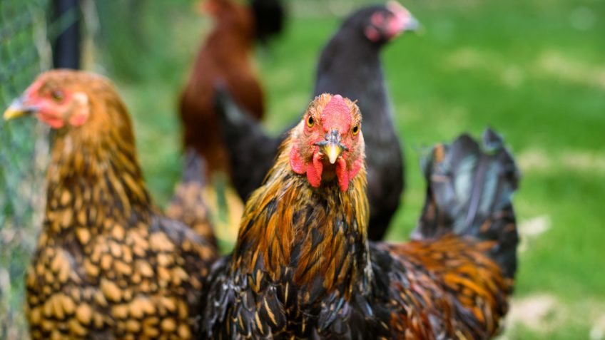Boletim acompanha histórico de gripe aviária em São Paulo