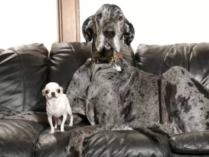 Maior e menor cachorro do mundo se encontram pela primeira vez nos Estados Unidos