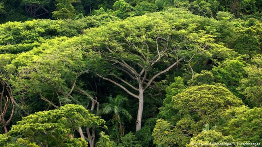 Desmatamento na Mata Atlântica tem redução de 14% em 2024