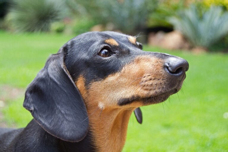 Parque em Budapeste reúne 500 cachorros da raça dachshunds para quebrar recorde