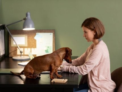 Cachorros farejam doenças antes dos sintomas: o olfato que salva vidas