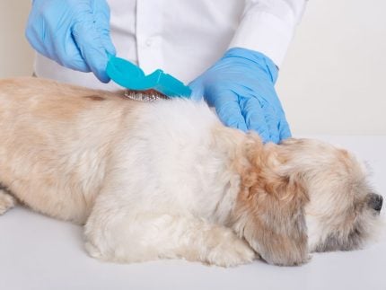 Carrapato: o inimigo invisível que pode matar seu pet