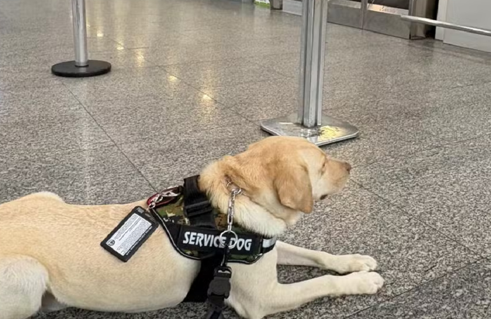 Voo é cancelado após empresa não cumprir liminar para transportar cachorro