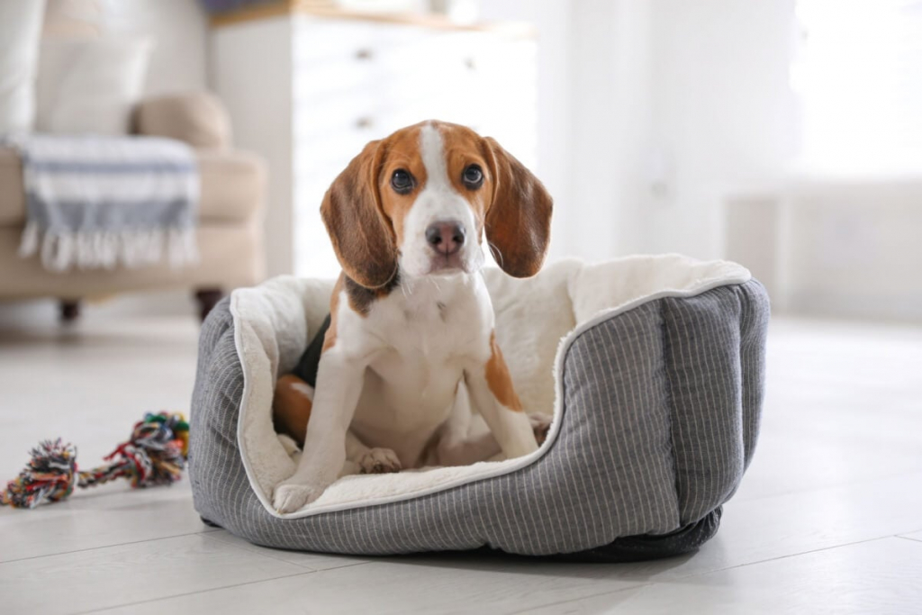 Veja o que fazer caso seu animal sofra uma queda