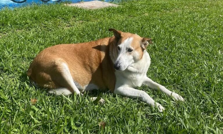 Conheça Silveira, cachorro ‘reitor’ da UFSM que viralizou nas redes