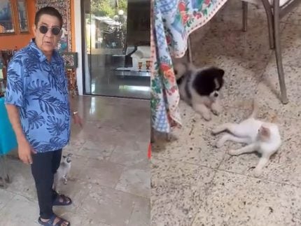 Gata de Zeca Pagodinho desaparece e ele faz apelo nas redes: “Minha branca sumiu”