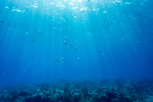 Conferência das Nações Unidas sobre os Oceanos reúne líderes globais, na França