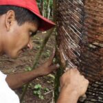 Projeto busca facilitar acesso de extrativistas ao crédito rural