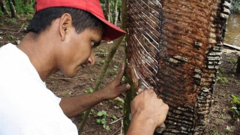 Projeto busca facilitar acesso de extrativistas ao crédito rural
