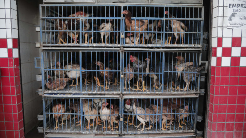 Governo confirma caso de gripe aviária em aves de subsistência no MT