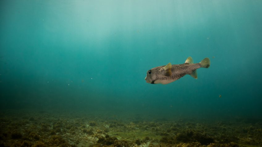 BNDES destina R$ 40 milhões para proteção de ilhas oceânicas