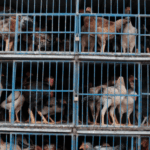 Goiás confirma gripe aviária em criação de galinhas domésticas